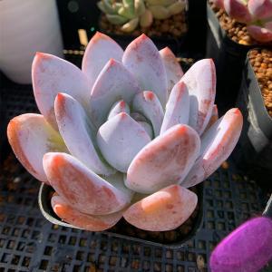 農園直売 多肉植物 寄せ植え エケベリア属 ストロベリーアイス錦