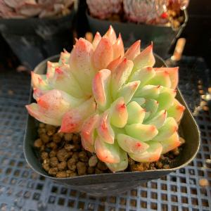 農園直売 多肉植物 寄せ植え エケベリア属 白爪ザラゴーサ 新品種 抜き苗 観葉植物 インテリア 多肉専門verve 多肉専門verve 通販 Yahoo ショッピング