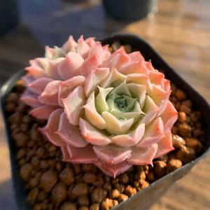 農園直売 多肉植物 寄せ植え エケベリア属 紫海 美苗 抜き苗 観葉植物 インテリア 多肉専門verve 多肉専門verve 通販 Yahoo ショッピング