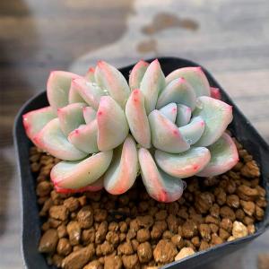 農園直売 多肉植物 寄せ植え エケベリア属 ラズベリーアイス（大）美苗