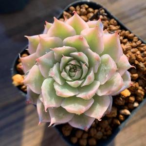農園直売 多肉植物 寄せ植え エケベリア属 マー...の商品画像