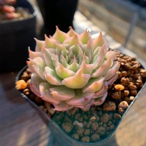 農園直売 多肉植物 寄せ植え エケベリア属 マ...の詳細画像1