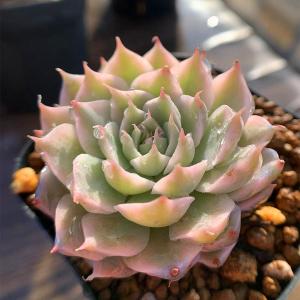 農園直売 多肉植物 寄せ植え エケベリア属 マ...の詳細画像2