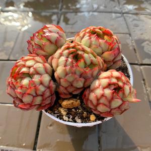 農園直売 多肉植物 寄せ植え エケベリア属 ドリ...の商品画像