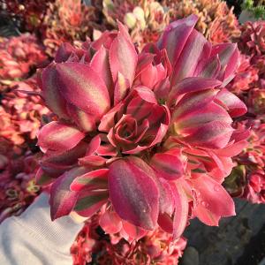 農園直売 多肉植物 寄せ植え アエオニウム ピ...の詳細画像1