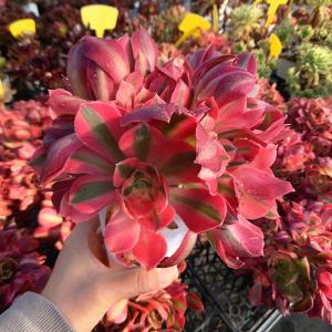 農園直売 多肉植物 寄せ植え アエオニウム ピ...の詳細画像2
