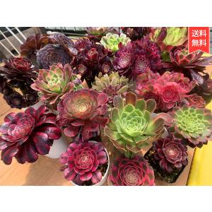 農園直売 多肉植物 寄せ植え アエオニウム属 季節4点 おまかせ