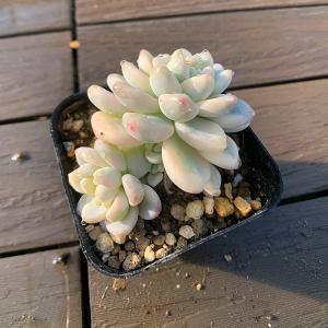 農園直売 多肉植物 寄せ植え エケベリア属 バブルキャンディ(群 農園直売 多肉植物 寄せ植え エケベリア属 バブルキャンディ(群