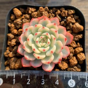 農園直売 多肉植物 寄せ植え エケベリア属 チワワエンシス 抜き苗 観葉