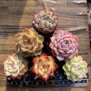 農園直売 多肉植物 寄せ植え アエオニウム属 季節4点 おまかせ