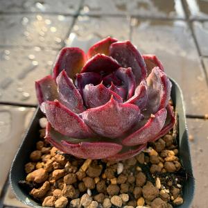 農園直売 多肉植物 寄せ植え エケベリア属 ブ...の詳細画像1