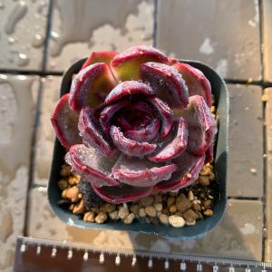 農園直売 多肉植物 寄せ植え エケベリア属 ブ...の詳細画像2