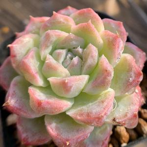 農園直売 多肉植物 寄せ植え エケベリア属 バブルキャンディ（群