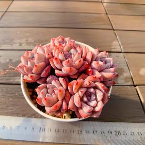 農園直売 多肉植物 寄せ植え エケベリア属 フロリディティ錦（単） 超