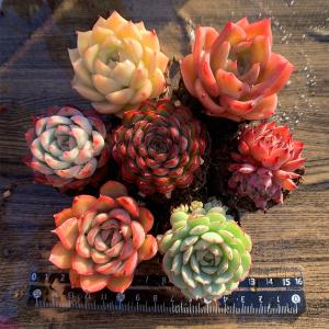 農園直売 多肉植物 寄せ植え 当店オリジナル7点セット-4　 実生苗　大好評　土付く　 観葉植物 インテリア　多肉専門VERVE