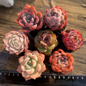 23年2月 プラグ苗 多肉のおすすめ人気ランキング Yahoo ショッピング