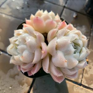 農園直売 多肉植物 寄せ植え エケベリア属 ア...の詳細画像2