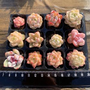 農園直売 多肉植物 寄せ植え アエオニウム属 季節4点 おまかせ