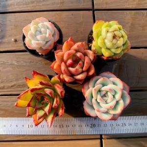 農園直売 多肉植物 寄せ植え アエオニウム属 季節4点 おまかせ