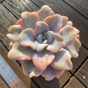 多肉植物 洛神 4〜6頭 新入荷 るる農園 : るる農園 - 通販 - Yahoo