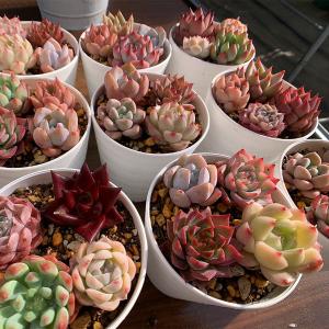 クリックポスト送料無料 寄せ植え お試しセット...の詳細画像1