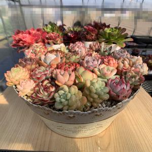 農園直売 多肉植物 宅急便送料無料 エケベリア...の詳細画像1