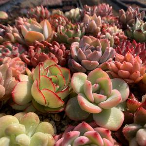 農園直売 多肉植物 宅急便送料無料 エケベリア...の詳細画像3