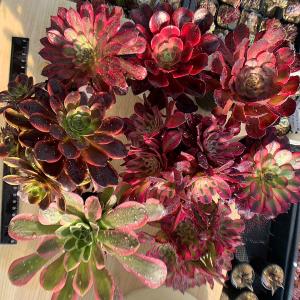 期間限定増量 農園直売 多肉植物 寄せ植え アエオニウム属 季節4点+1点