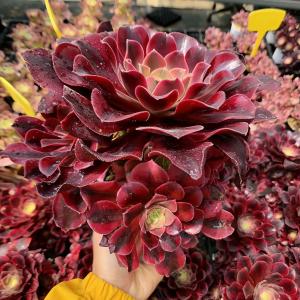 農園直売 多肉植物 アエオニウム属 金雀（群） 新品種 観葉植物