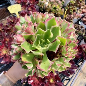 農園直売 多肉植物 寄せ植え アエオニウム属 海王（群） 観葉植物