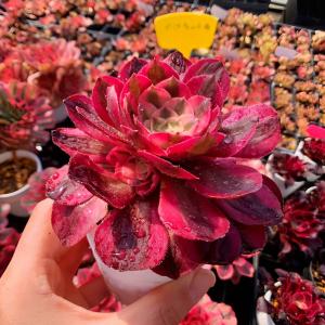農園直売 多肉植物 寄せ植え アエオニウム属 ...の詳細画像1
