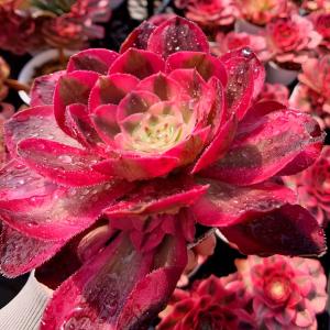農園直売 多肉植物 寄せ植え アエオニウム属 ...の詳細画像2
