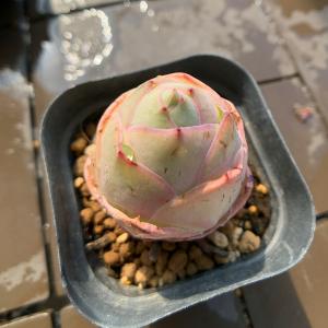 農園直売 多肉植物 寄せ植え オーレア ローズエ...の商品画像