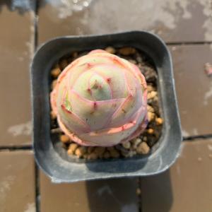 農園直売 多肉植物 寄せ植え オーレア ローズ...の詳細画像1