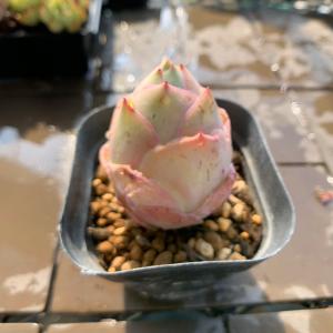 農園直売 多肉植物 寄せ植え オーレア ローズ...の詳細画像2