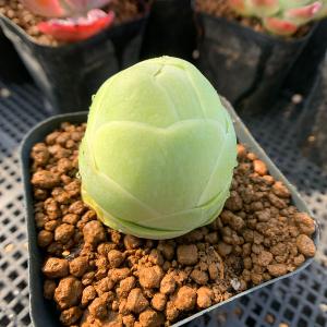 農園直売 多肉植物 アエオニウム属 マイバッハ錦（単） 観葉植物
