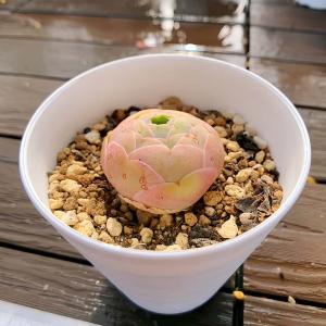 農園直売 多肉植物 寄せ植え グリーノビア パ...の詳細画像1