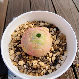 農園直売 多肉植物 寄せ植え グリーノビア パ...の詳細画像2