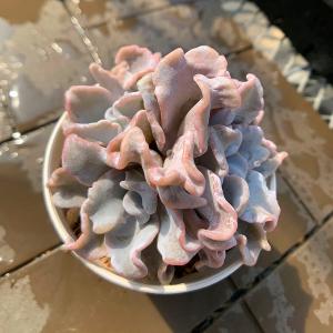 農園直売 多肉植物 寄せ植え エケベリア属 クリ...の商品画像