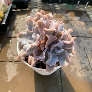 農園直売 多肉植物 寄せ植え エケベリア属 ク...の詳細画像2