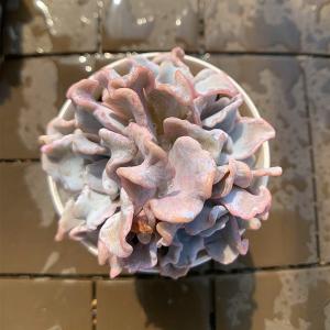 農園直売 多肉植物 寄せ植え エケベリア属 ク...の詳細画像3