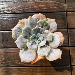 農園直売 多肉植物 寄せ植え アエオニウム属 ハロウィン錦 子付き 大