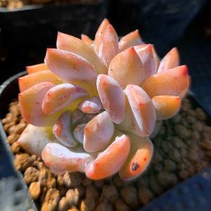 農園直売 多肉植物 寄せ植え エケベリア属 オ...の詳細画像1