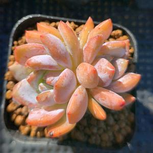 農園直売 多肉植物 寄せ植え エケベリア属 オ...の詳細画像2