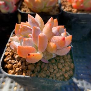 農園直売 多肉植物 寄せ植え エケベリア属 オ...の詳細画像3