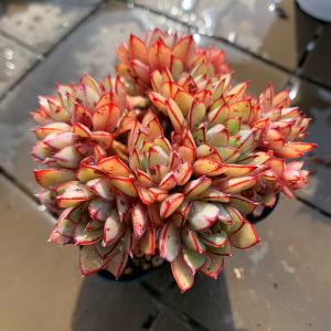 農園直売 多肉植物 寄せ植え エケベリア属 シ...の詳細画像1