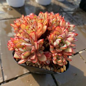 農園直売 多肉植物 寄せ植え エケベリア属 シ...の詳細画像2