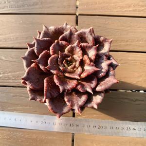 農園直売 多肉植物 寄せ植え エケベリア属 ラズベリーアイス（群