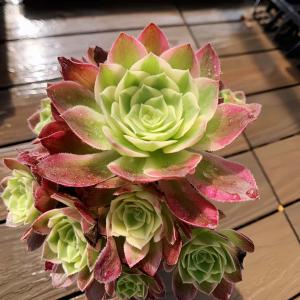 71 #多肉植物アエオニウム❤️孔雀❤️1大頭10小頭18cm拔き苗 農園直売 多肉植物 アエオニウム属 孔雀の羽（群）観葉植物