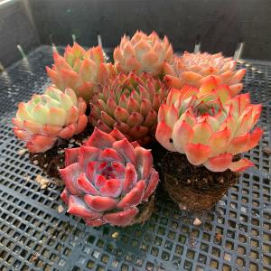 農園直売 多肉植物 寄せ植え 当店オリジナル7...の詳細画像2